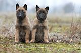 MALINOIS 871